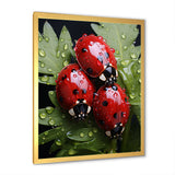 Tiny Ladybug Garden Guardians - Ladybug Canvas Wall Art
