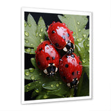 Tiny Ladybug Garden Guardians - Ladybug Canvas Wall Art