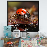 Lively Ladybug Reflections - Ladybug Framed Canvas Art