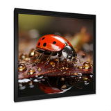 Lively Ladybug Reflections - Ladybug Framed Canvas Art