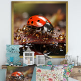 Lively Ladybug Reflections - Ladybug Framed Canvas Art