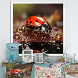 Lively Ladybug Reflections - Ladybug Framed Canvas Art