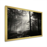 Black And White Forest Silence Photography I - Landscapes Canvas Wall Art