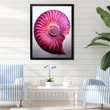 Magenta Marine Sea Sheel Spiral - Nautilus Bedroom Wall Art