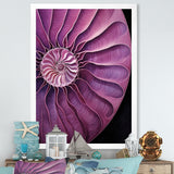 Nautilus Plum Shellfish - Purple Nautilus Wall Art