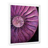 Nautilus Plum Shellfish - Purple Nautilus Wall Art