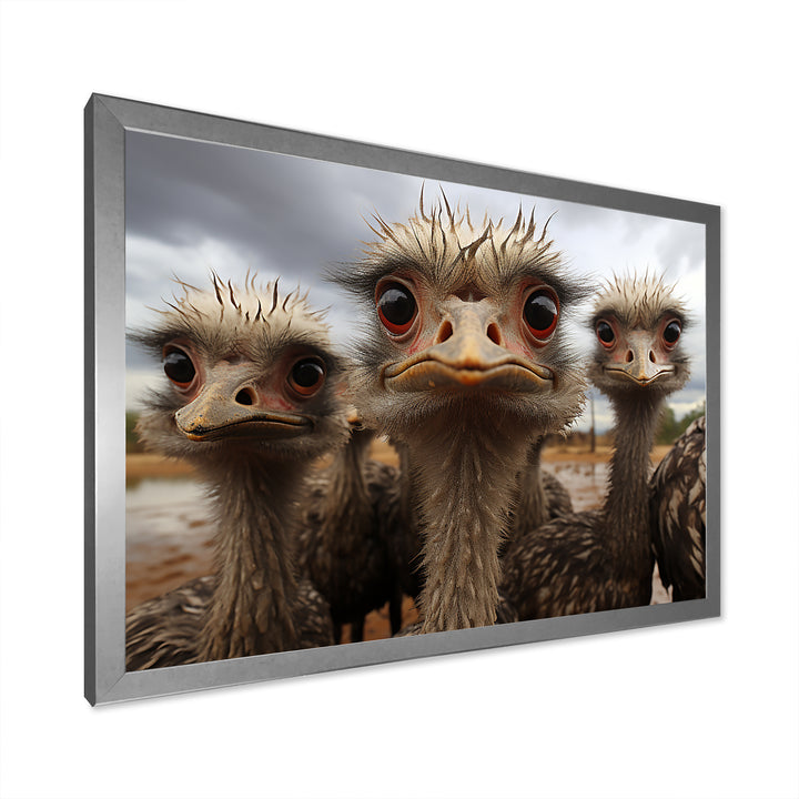 Monochrome Grey Ostriches Portrait - Beige Ostriches Wall Art