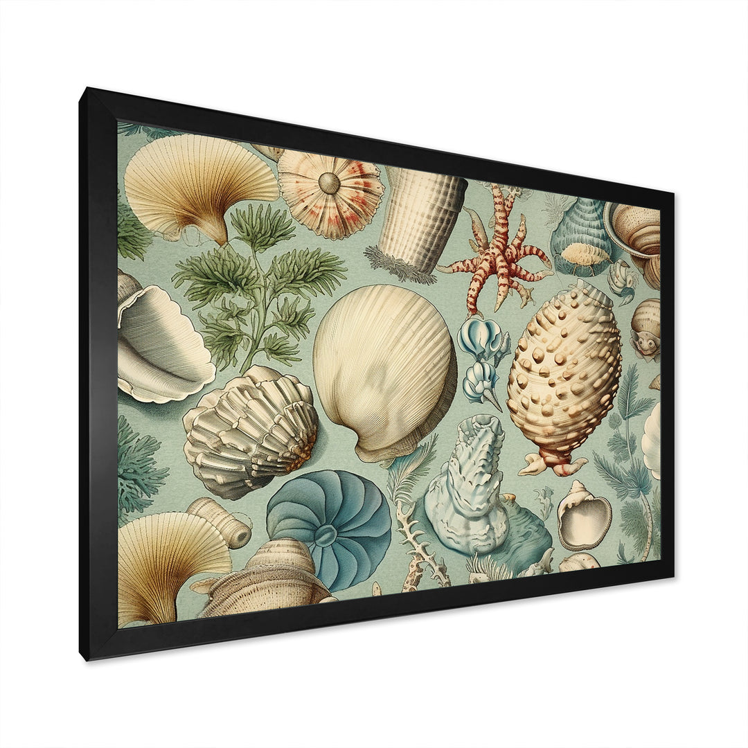 Vintage Seashell Treasures - Seashell Wall Art Prints