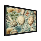 Vintage Seashell Treasures - Seashell Wall Art Prints