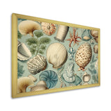 Vintage Seashell Treasures - Seashell Wall Art Prints
