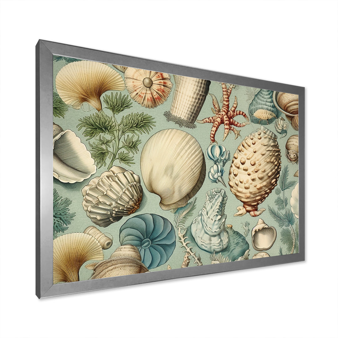 Vintage Seashell Treasures - Seashell Wall Art Prints