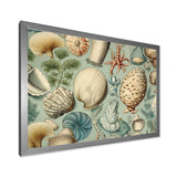 Vintage Seashell Treasures - Seashell Wall Art Prints
