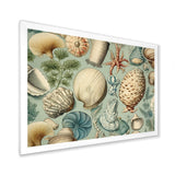 Vintage Seashell Treasures - Seashell Wall Art Prints
