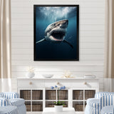 Blue Shark Apex Predator Photo - Blue Shark Wall Art