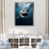 Blue Shark Apex Predator Photo - Blue Shark Wall Art