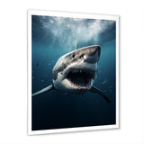 Blue Shark Apex Predator Photo - Blue Shark Wall Art