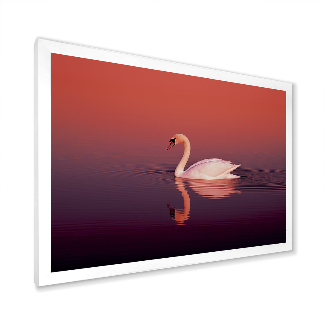 Coral Swan At Dusk - Swans Canvas Wall Art