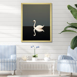 Swans Solitude In Black And White - Swans Wall Art Prints