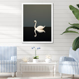 Swans Solitude In Black And White - Swans Wall Art Prints