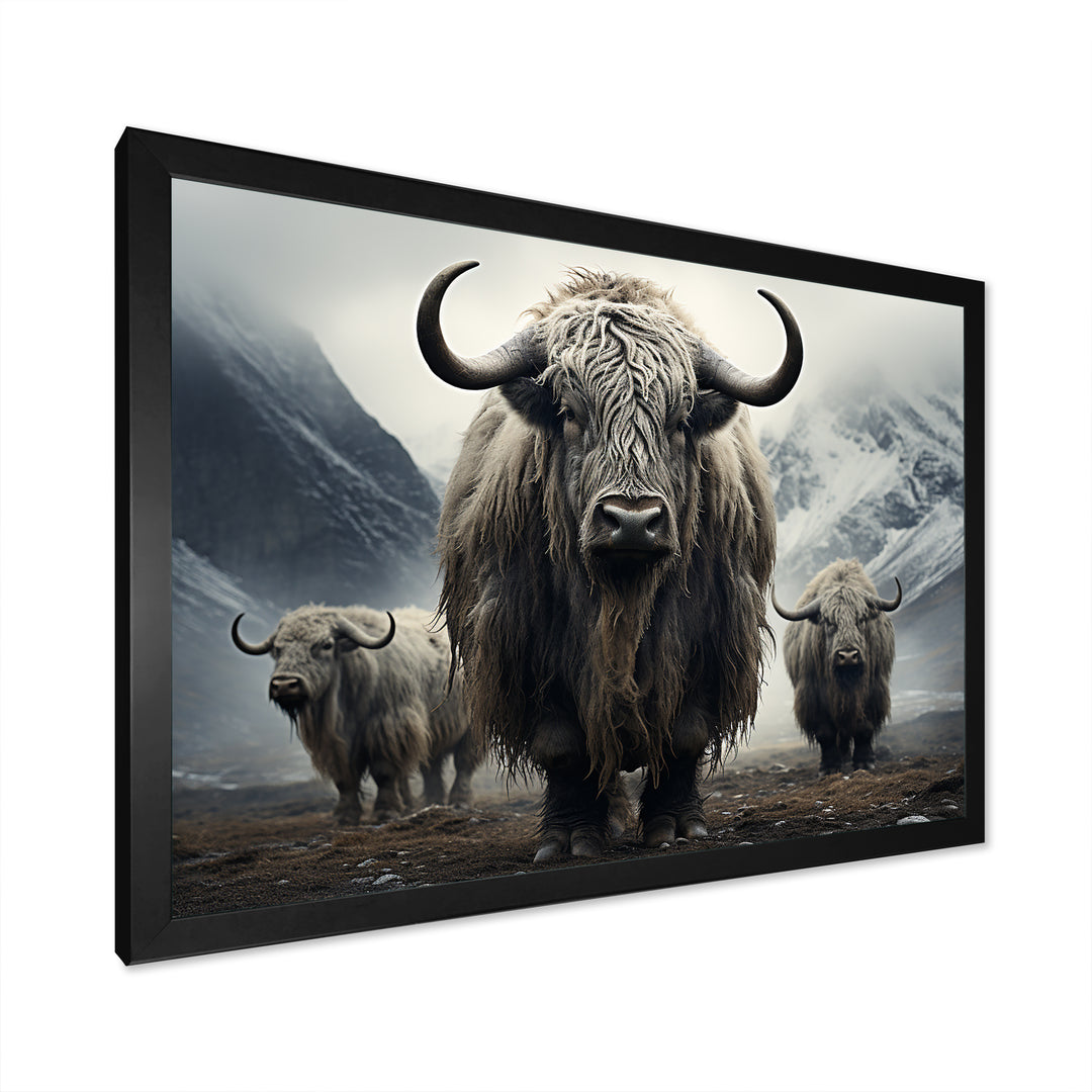 Monochrome Yaks Grazing Scene - Yaks Canvas Wall Art