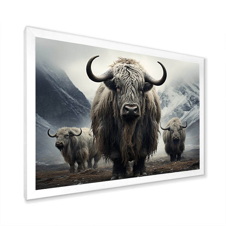 Monochrome Yaks Grazing Scene - Yaks Canvas Wall Art