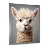 White Majestic Alpaca portrait - Alpaca Wall Art Prints