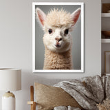 White Majestic Alpaca portrait - Alpaca Wall Art Prints