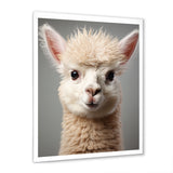 White Majestic Alpaca portrait - Alpaca Wall Art Prints