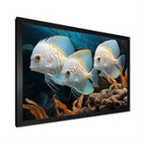 White and blue butterfly fish Wonderland - White Butterfly Fish Wall Art