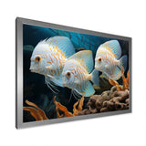 White and blue butterfly fish Wonderland - White Butterfly Fish Wall Art