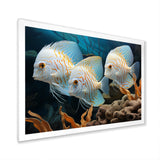 White and blue butterfly fish Wonderland - White Butterfly Fish Wall Art