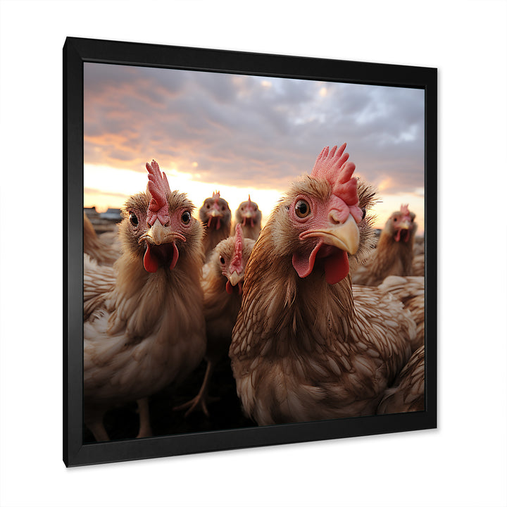 Red Chicken family at sunset - Chicken Wall Art Prints