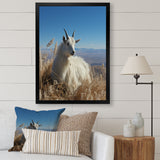 White Solitary Grazing Goat - Goat Wall Art Prints