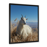White Solitary Grazing Goat - Goat Wall Art Prints