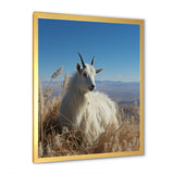 White Solitary Grazing Goat - Goat Wall Art Prints