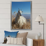 White Solitary Grazing Goat - Goat Wall Art Prints