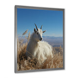 White Solitary Grazing Goat - Goat Wall Art Prints