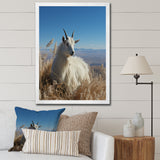 White Solitary Grazing Goat - Goat Wall Art Prints