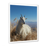 White Solitary Grazing Goat - Goat Wall Art Prints