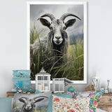Grey meadow buck Goat Peaks - Goat Home Decor Art