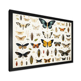 Yellow and blue Insects and Bugs - Insects & Bugs Framed Canvas Art