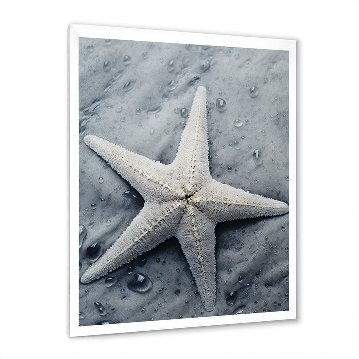 Grey minimalist Starfish Coastal gem - Starfish Wall Decor
