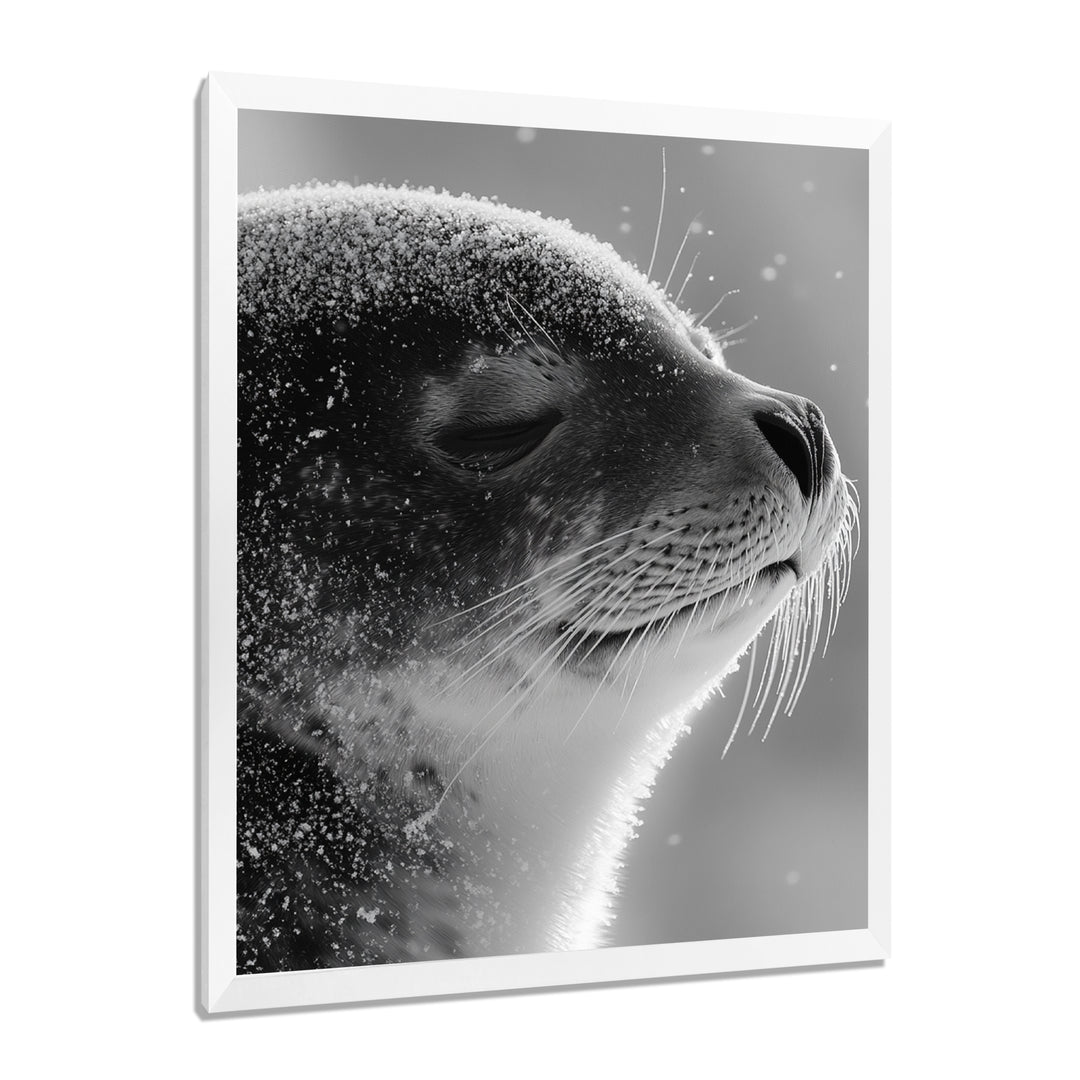 Monochrome Black Seal Accented With Grey - Seal Wall Decor