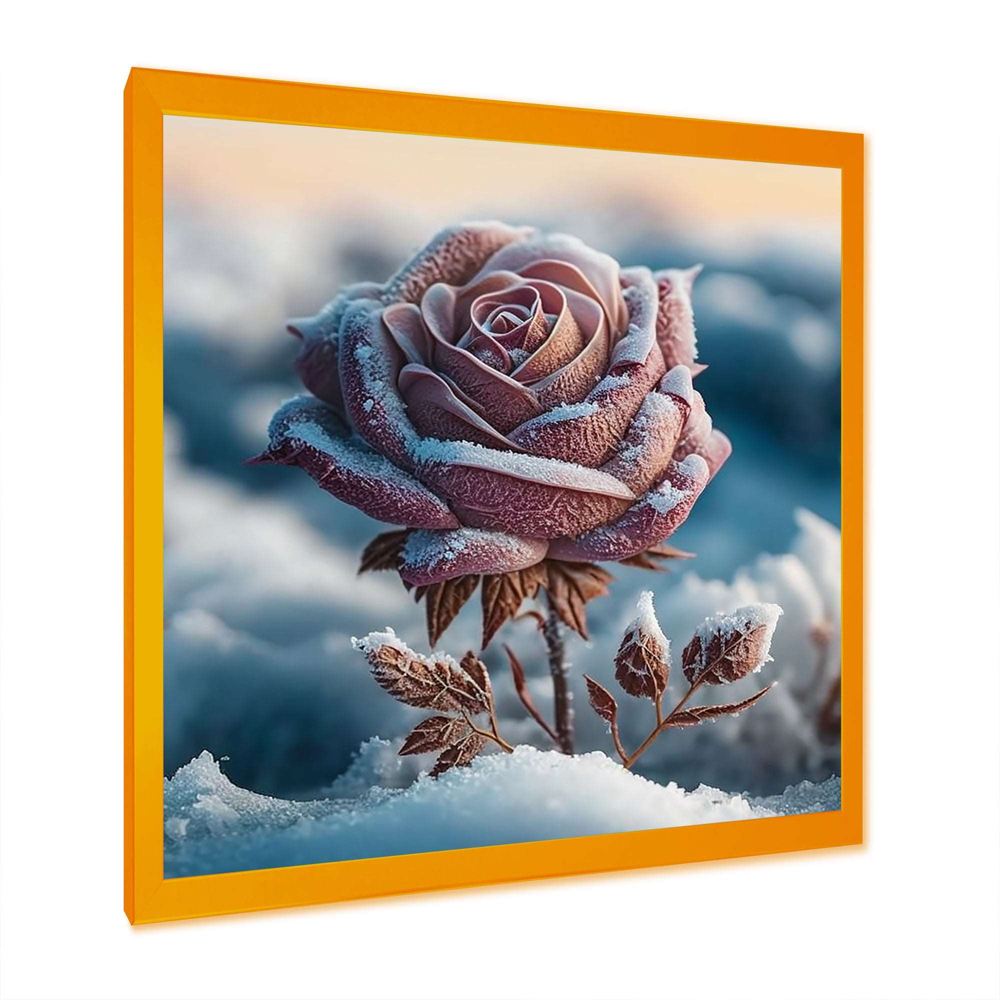 A Blooming Pink Rose Flower In Winter I