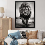 Black And White Lion Running In Africa - Animals Canvas Wall Art