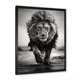 Black And White Lion Running In Africa - Animals Canvas Wall Art