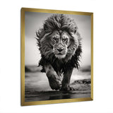 Black And White Lion Running In Africa - Animals Canvas Wall Art