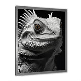 Grey Reptile Amphibian Portrait - Gray Reptile Wall Art