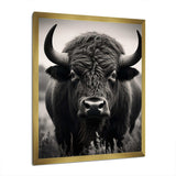 Bison Bison Grazing - Animals Canvas Wall Art