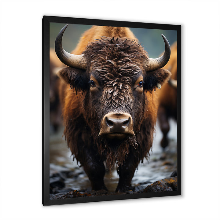 Buffalo National Photo - Bison Wall Art Prints
